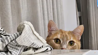 Могут ли коты по-настоящему дружить между собой — или это всего лишь миф