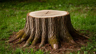 Пару горстей на пень — и его как не бывало: сосед-дачник облегчил мне жизнь — без усилий и физического труда