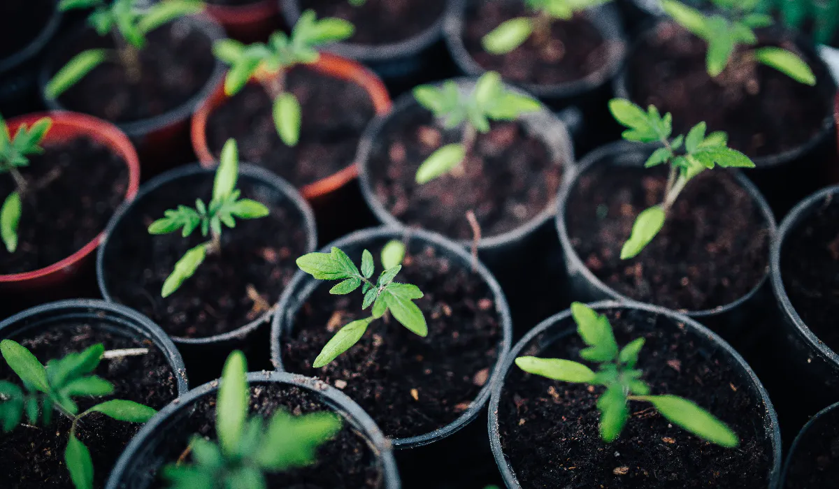 Когда и как правильно сажать рассаду томатов для богатого урожая