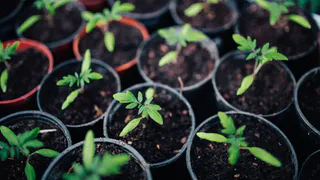 Когда и как правильно сажать рассаду томатов для богатого урожая