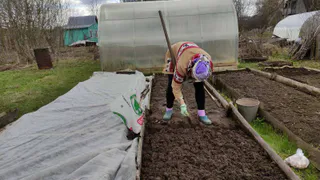 Мама экономит на покупном навозе, просто пропалывая огород и парясь в баньке: урожаю — соседям только позавидовать