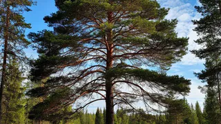 "Прокопьевская сосна" из Коми борется за звание главного дерева страны