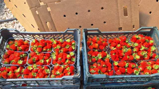 Фермеры Петушинского района расширяют теплицы для увеличения урожая клубники