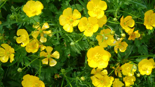 Сирень больше не в моде: посадила компактный жёлтый куст у дорожки — цветёт всё лето без лишней возни