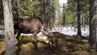 На лосеферме в Коми появился первый весенний малыш