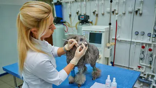 Зарплаты ветеринаров оказались одними из самых низких в Коми