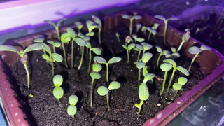 Рассада укоренится моментально: 5 шагов пересадки перца без стресса — урожай 2025 больше на 30%