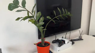 В декабре обрезаю замиокулькас под прямым углом - получаю пышный куст, а не чахлую ветку. Всем цветоводам на заметку