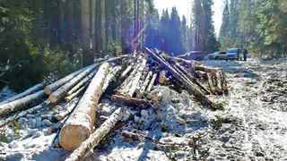 Под Брянском чёрные лесорубы вырубили сотни кубометров леса