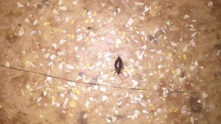 Пациент Рязанской больницы обнаружил в постели клопов