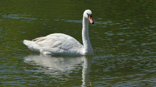 Жители села в Пронском районе съели бобров и теперь хотят убить лебедей