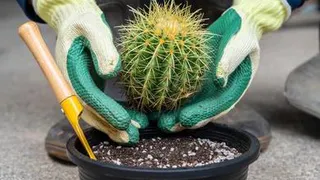 Растения, которые обрекают дома и семьи на проблемы