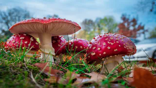 Названа самая главная примета грибников 2024: случится большая беда, об этом говорили еще наши предки