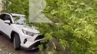 В Рязани дерево рухнуло на припаркованные автомобили
