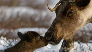 Оленеводы Коми встречают новый сезон рождения телят