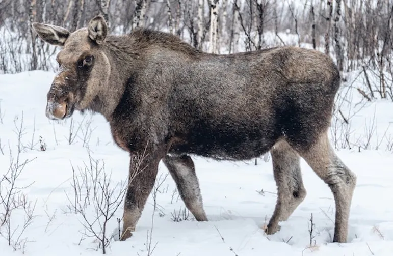 В Кольчугине суд рассмотрит дело о убийстве лося браконьером