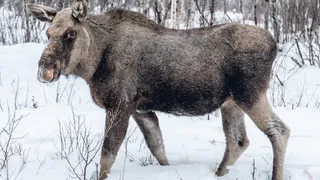 В Кольчугине суд рассмотрит дело о убийстве лося браконьером