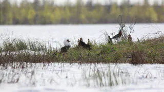 Учёные зафиксировали редких птиц в заказнике Коми