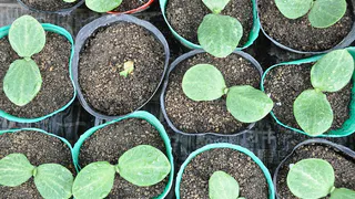 Как вырастить крепкую рассаду перца с первого листа: советы от опытного садовода