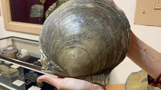 Огромного 2-створчатого моллюска, которому 120 млн лет, нашли в Коми