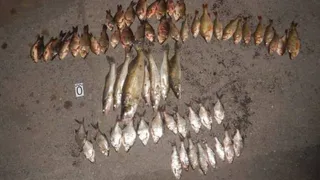  Браконьер на крючке: в Магнитогорске завели дело на рыбака, ловившего рыбу сетями во время нереста