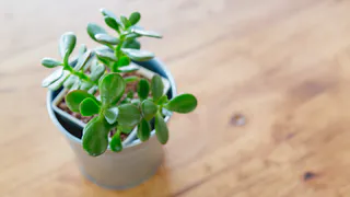 Листья толстянки теряют цвет и опадают: что проверить, чтобы вернуть «денежному дереву» привлекательность?