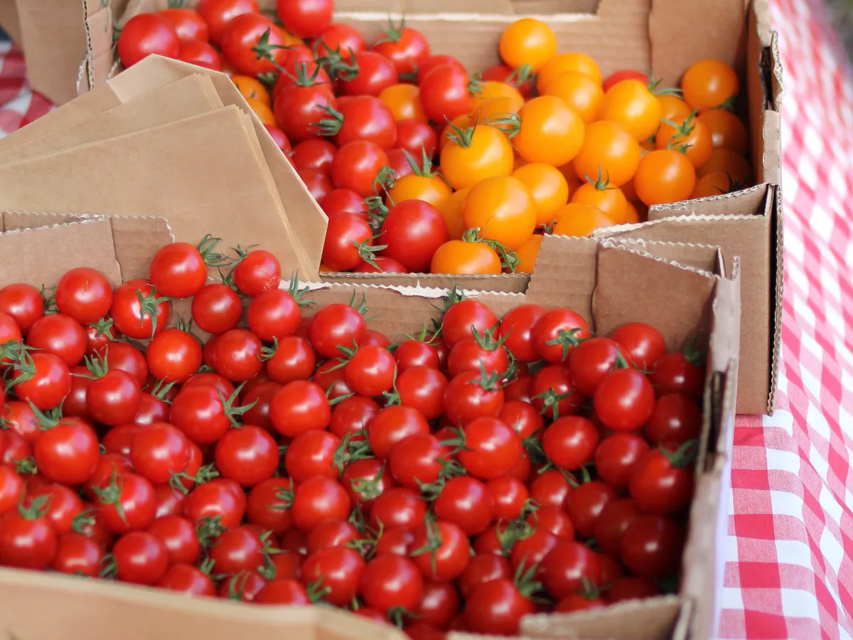 Проворачиваю 1 прием с помидорами в сентябре — важно: созрели быстро, урожай вёдрами собираю до холодов