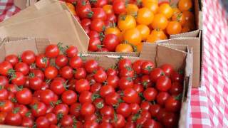 Проворачиваю 1 прием с помидорами в сентябре — важно: созрели быстро, урожай вёдрами собираю до холодов