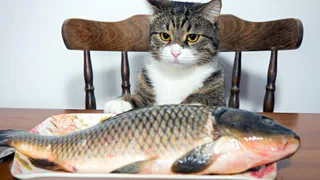 Приметы и запреты на 10 марта: покормите кошку рыбкой