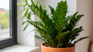 1 ст. ложку в горшок – и замиокулькас подарит новые "стрелы": станет красавцем всего за 2 дня