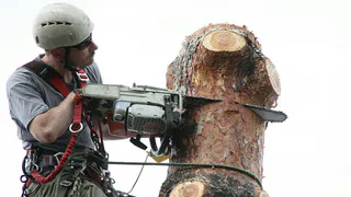 Специалист по уборке аварийных деревьев: "Моя рабочая лошадка – STIHL MS 180"