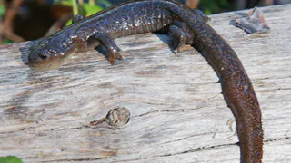 В Сыктывкаре обнаружили редчайшее земноводное с трагической судьбой