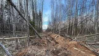 Жителя Ярославля обвиняют в незаконной вырубке более 260 деревьев в Юрьев-Польском районе