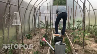 Огурцы и помидоры засыпят урожаем: в июне полейте их этим суперраствором - плодов будет очень много