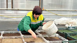 Во Владимире высажено 150 тысяч семян цветов и строится вторая теплица