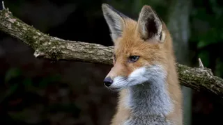 Во Владимирской области продолжаются заражения бешенством