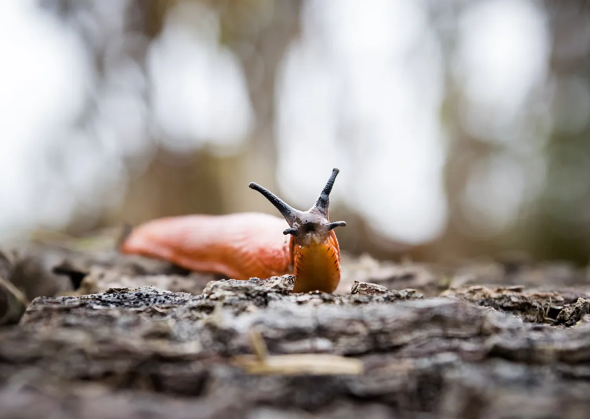 Огородники, берём 2 горсти и идём в огород: слизней и улиток как ветром сдует - проверено экспертом