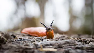 Огородники, берём 2 горсти и идём в огород: слизней и улиток как ветром сдует - проверено экспертом