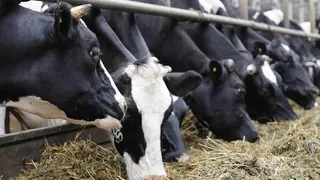 Коми сохраняет уникальное поголовье холмогорских коров