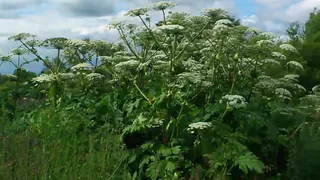 Рязань зарастает ядовитым борщевиком