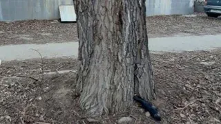 В Рязани продолжается массовая гибель пернатых