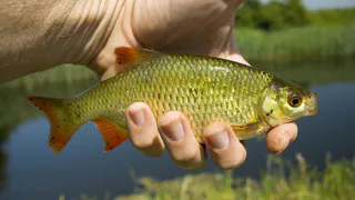 Ловля рыбы острогой набирает популярность в Рязани: полицейские снова поймали браконьеров