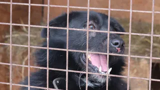 Жителей Рязани просит помочь приют для безнадзорных животных