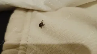 Клещи и близко не подберутся: дешевое средство защищает лучше магазинного аэрозоля