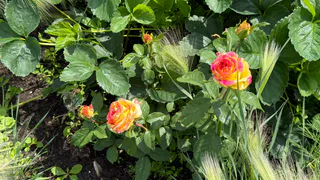 Этот потрясающий многолетник затмит все известные вам цветы: пышные лиловые облака цветут до самых заморозков