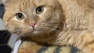 В Брянске стартовала бесплатная вакцинация домашних животных от бешенства