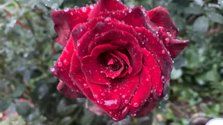 Трагедия под Рязанью: как массовое отравление 1924 года потрясло губернию