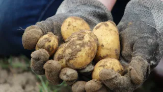 Картофель пролежит долго без гнили и не прорастая: вот какой совет дал агроном со стажем — нужно сделать 1 вещь