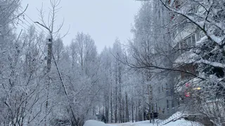 Снег на юге и мороз на севере: погода в Коми 23 февраля удивит контрастами