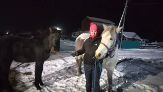 Из одного из районов Коми вывезли замерзающих лошадей